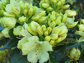 Rhododendron wardi 'Goldkrone'