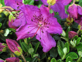Rhododendron radicans