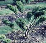 Juniperus 'Mint Julep' (Formschnitt)