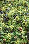 Acer platanoides "Globosum" - Blte