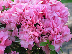 Rhododendron obt. Rokoko