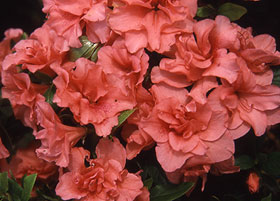Rhododendron obt. Cherie