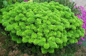 Abies koreana 'Brillant'