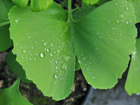 Ginkgo biloba 'Mariken'