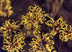 Hamamelis
