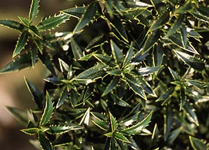 Ilex aquifolium Myrtifolia