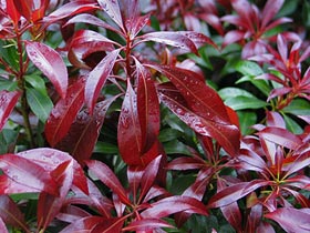 Pieris jap. 'Katsura'®