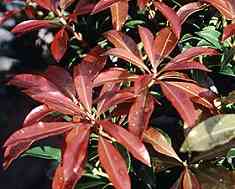 Pieris jap. 'Red Mill'