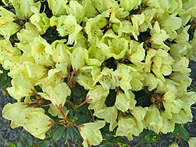 Rhododendron ludlowii Wren