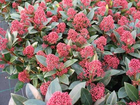 Skimmia jap. "Rubella"