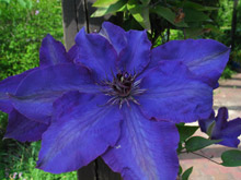 Clematis - Blau