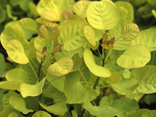 Cotinus cogg. 'Golden Spirit'