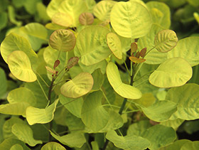 Cotinus cogg. 'Golden Spirit'