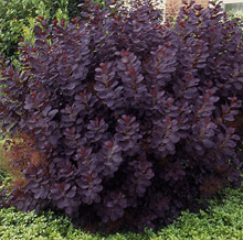 Cotinus cogg. 'Royal Purple'