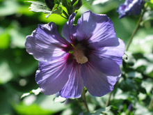 Hibiscus sy. 'Blue Bird'