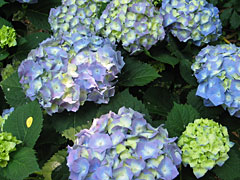 Hydrangea macrophylla - blau