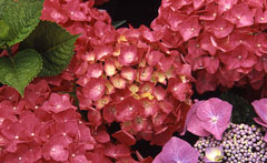 Hydrangea macrophylla - rot