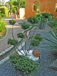 Ilex crenata Gloria Gem - Bonsai