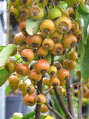 Malus 'Pom zai'