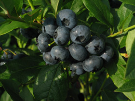 Vaccinium Hybr.