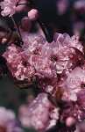 Prunus cer. 'Pleniflora'