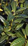 Prunus lauro. 'Diana'