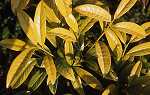 Prunus lauro. 'Goldblatt'