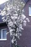 Prunus serr. 'Amanogawa'