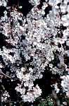 Prunus kur. 'Brilliant'
