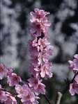 Prunus persica 'Spring Glow'