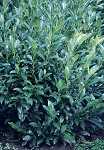 Prunus lauro. 'Herbergii' Solitär