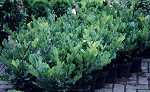 Prunus lauro. 'Mano'