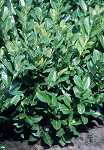Prunus lauro. 'Rotundifolia'