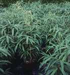 Pseudosasa japonica