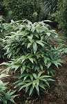 Sasa Palmatum