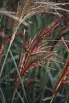 Miscanthus sinensis 'Malepartus'