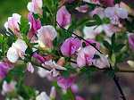 Cytisus purpureus