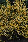 Cytisus sc. 'Luna'