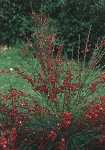 Cytisus sc. 'Boskoop Ruby'