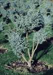 Juniperus chin. 'Blue Alps'