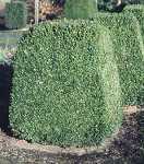 Buxus in Kastenform