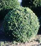 Buxus in Sorten (Kugelform)