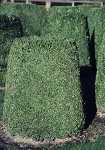 Buxus in Zylinderform