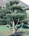 Taxus baccata