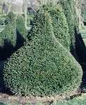 Taxus in Birnenform