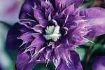 Clematis 'Multi Blue'