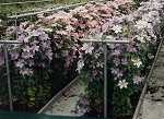 Clematis Sortiment