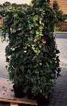 Parthenocissus tric. Veitchii Sol.
