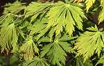 Acer jap. 'Aconitifolium'