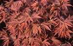 Acer palmatum 'Atropurpureum'
